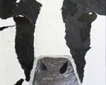 Blk/White Cow